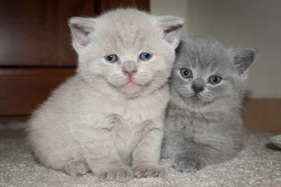 Britský kocourek lilový